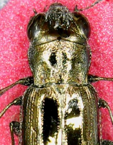 Réf. 231 454 : Notiophilus biguttatus